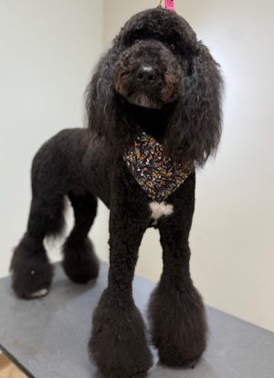 grooming11