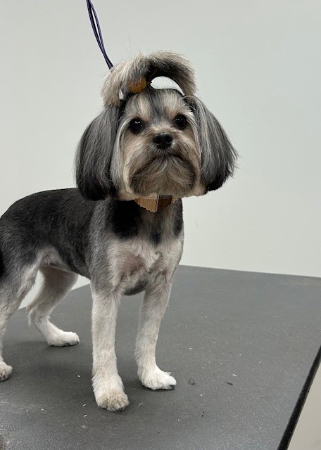 grooming5